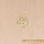 Fleurs - Coloquinte Variée - MEDIA_3D